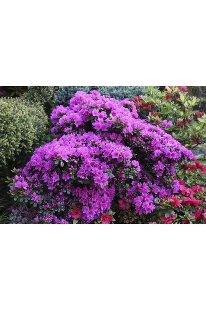 Фіолетова азалія для створення колірного акценту в саду.